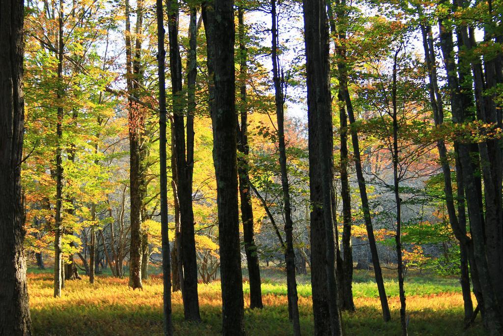 ديفيس Canaan Valley Resort State Park المظهر الخارجي الصورة