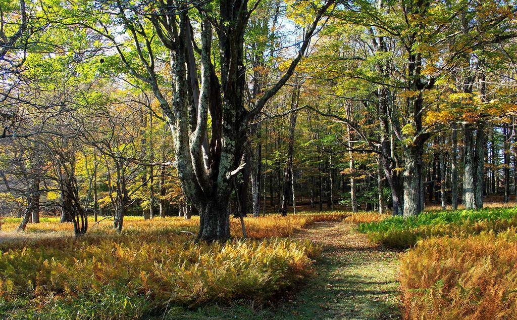 ديفيس Canaan Valley Resort State Park المظهر الخارجي الصورة